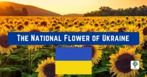 the nationa flower of ukraine sunflower