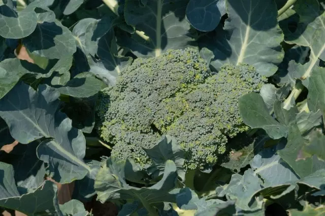 tips to grow broccoli
