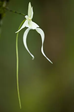  Dendrophylax lindenii - Polyrrhiza lindenii -  Polyradicion lindenii - The Ghost Orchid