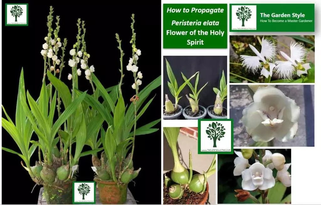 How to Propagate Peristeria elata orchid How to Repot Seedlings Flower of the Holy Spirit and the Easter Dove Orchid
