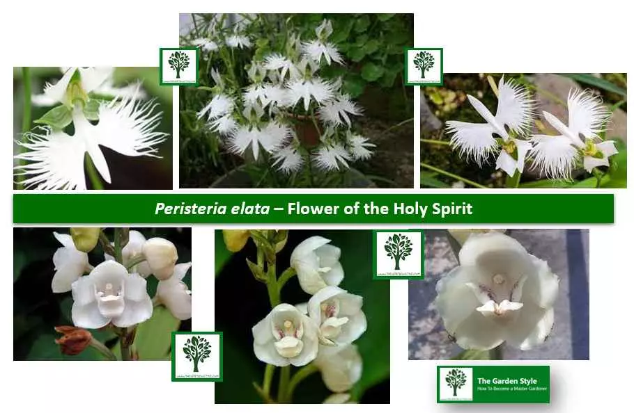 How to Grow Peristeria elata orchid How to Care for theFlower of the Holy Spirit Care