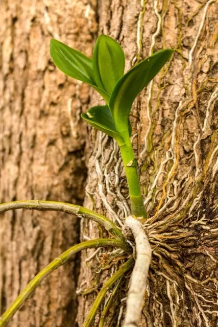 Dendrophylax lindenii is an epiphyte plant like many other orchids. 