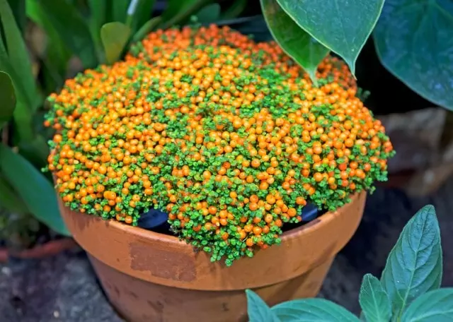 how to grow nertera granadensis in a pot