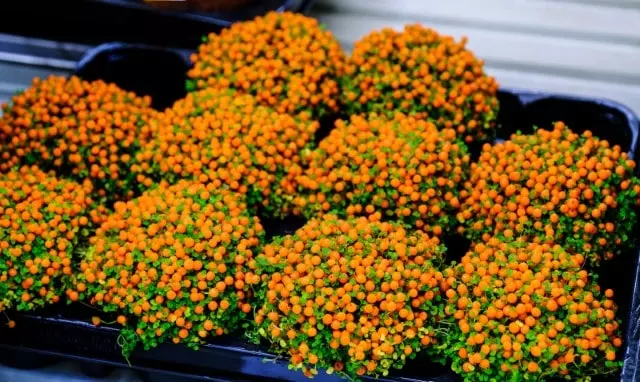 how to propagate coral bead plant