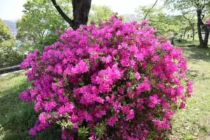 japanese azalea rhododendron japonicum care guide