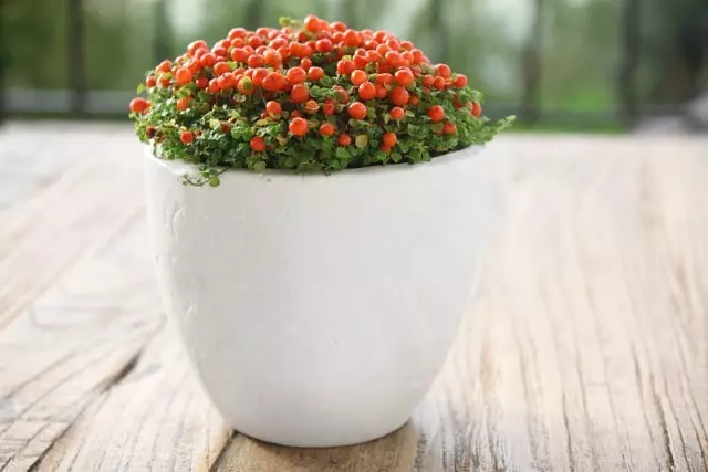 pests and diseases coral bead plant
