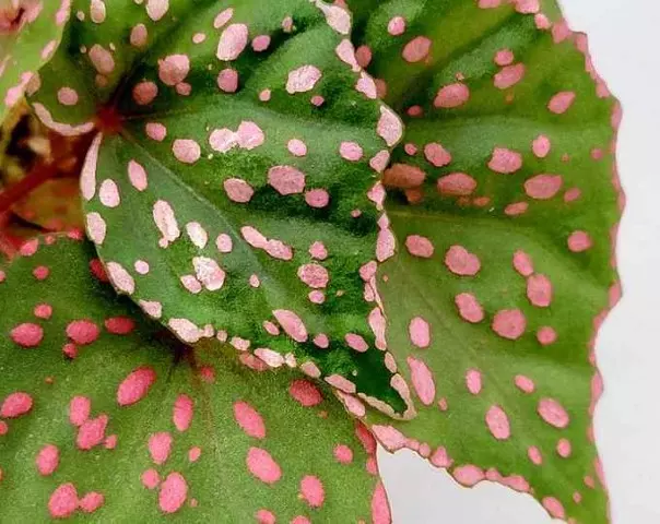 pink begonia maculata begonia roseopunctata care and propagation
