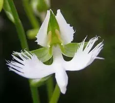 Peristeria elata orchid was declared the National Flower of Panama in 1980. Why is it called the flower of the Holy Spirit? Because the Peristeria elata resembles a white dove and blooms at Easter time.