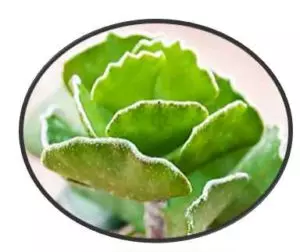 Adromischus cristatus Crinkle Leaf Plant