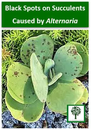 black Spots on Succulents Leaves How to Get Rid of Black Spots on Succulents Caused by Alternaria