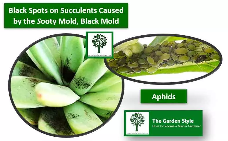  black spots on succulent leaves, fungus causing black spots on succulent leaves, how to get rid of black spots on succulents