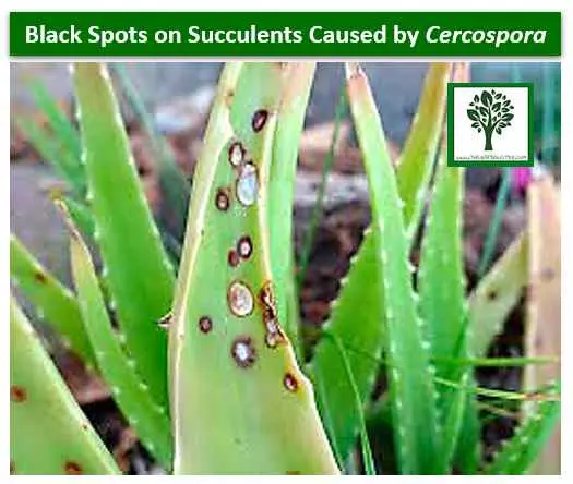 fungus causing black spots on succulent leaves, how to get rid of black spots on succulents.