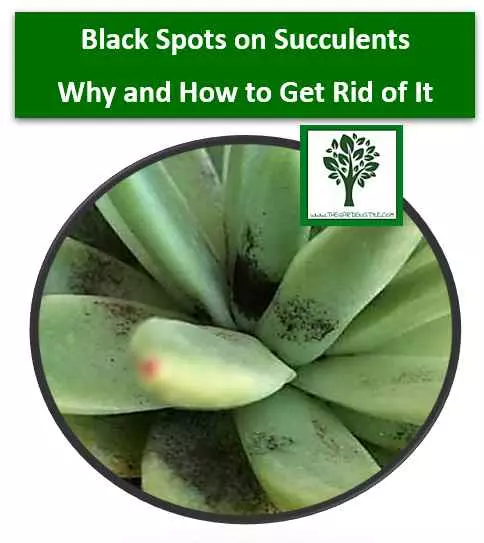 black spots on succulents