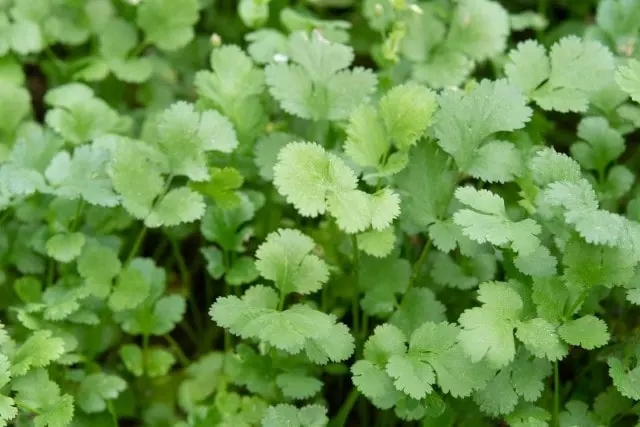 common problems when cilantro growing in water