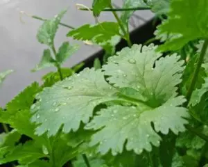 how to grow cilantro in water no soil required