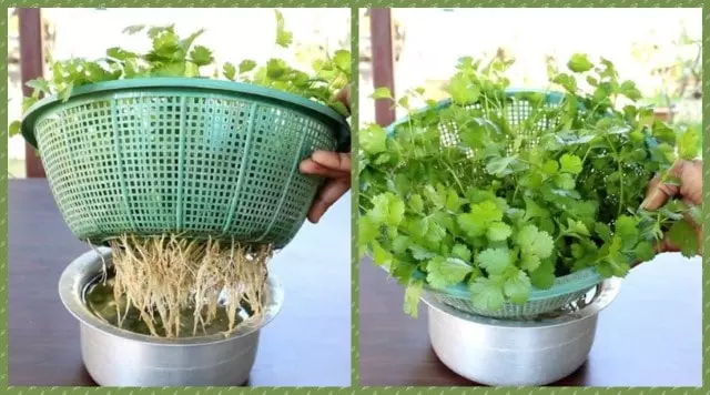 how to grow cilantro in water step by step