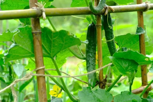 how to grow cucumbers in florida