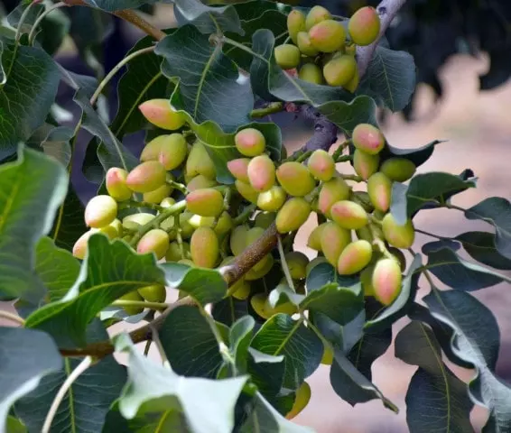how to harvest pistachios