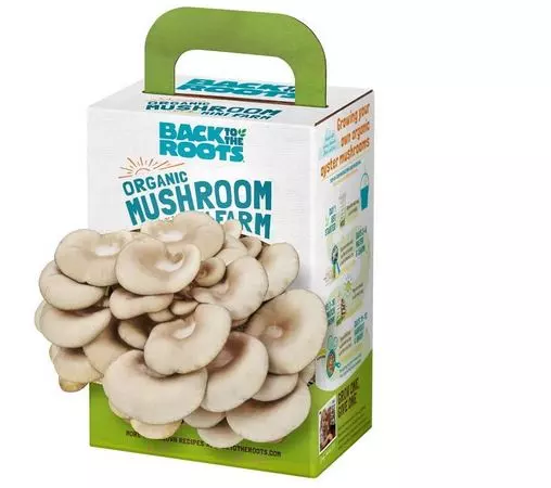 mushroom kit fathers day