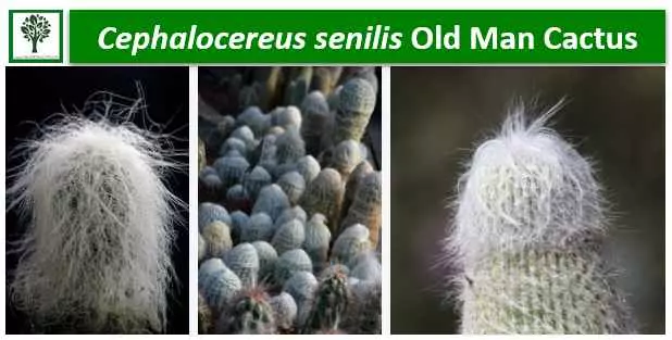 cephalocereus senilis old man cactus