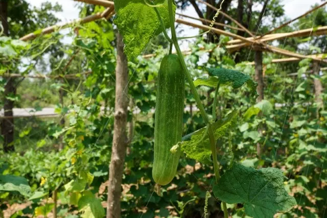 when to plant cucumbers in florida