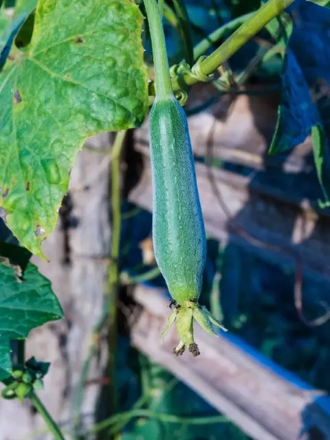 Growing zucchini in a vertical garden