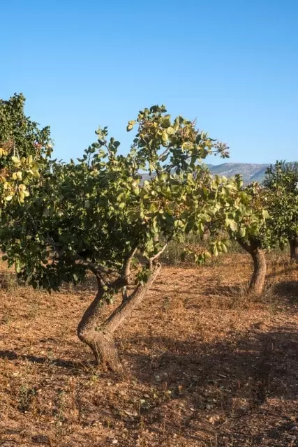 pruning pistachios tree