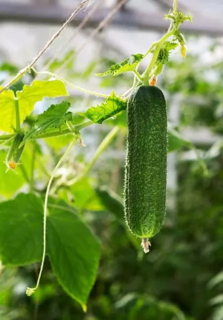growing cucumbers in florida