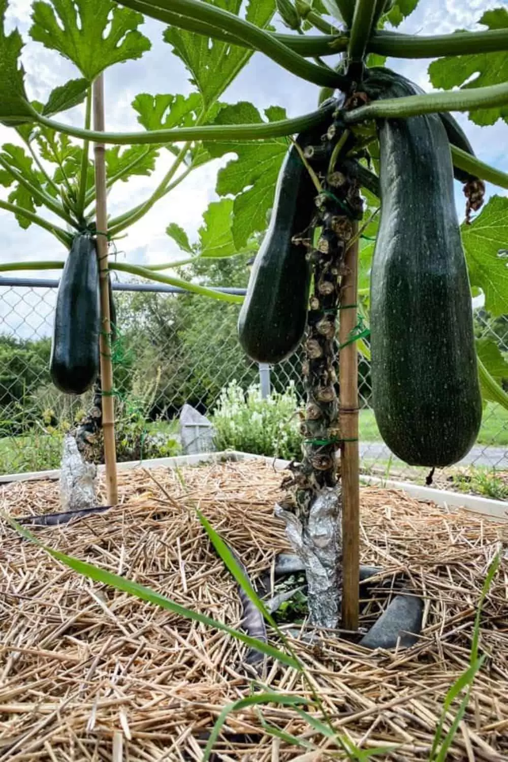 Growing zucchini in a vertical garden Black Beauty, Zucchini Golden, Zucchini Cocozelle, Dark Start, and Zucchini Round 