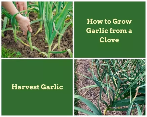 when harvest garlic