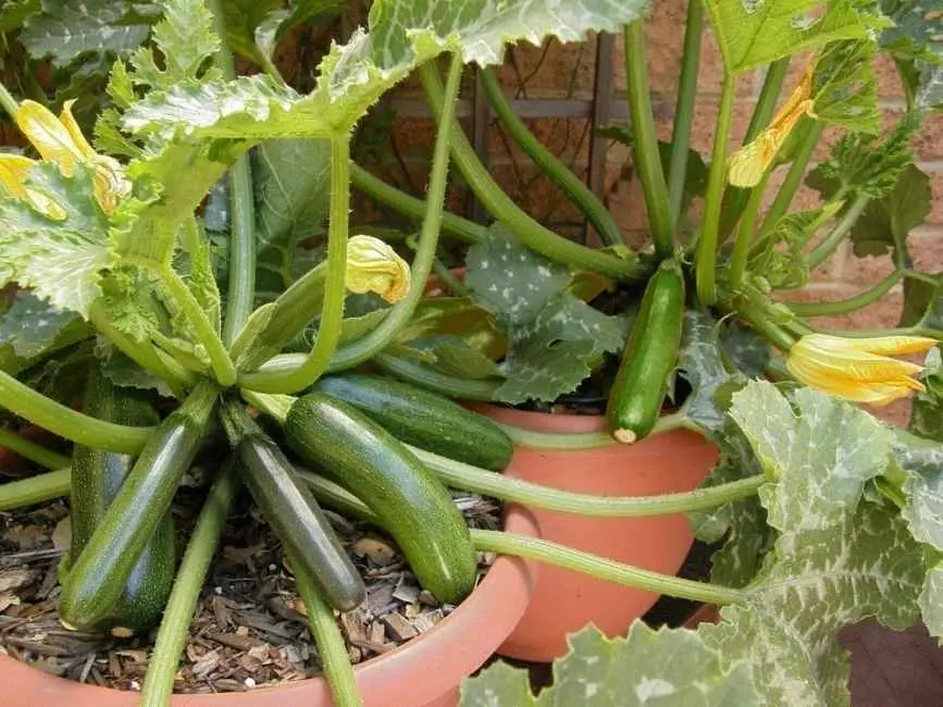Growing black beauty zucchini in pot potted zucchini Growing Black Beauty Zucchini Vertically