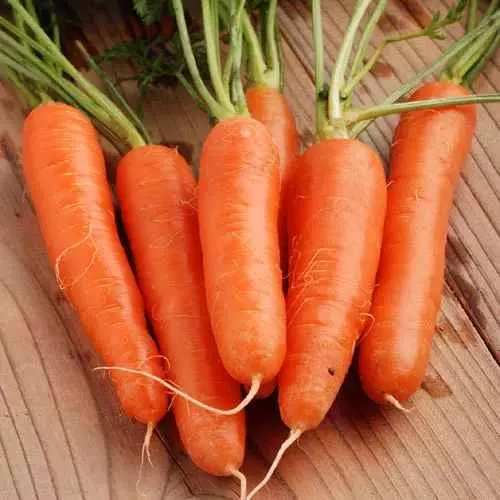 When to Pick Carrots When to Pick nantes Carrots