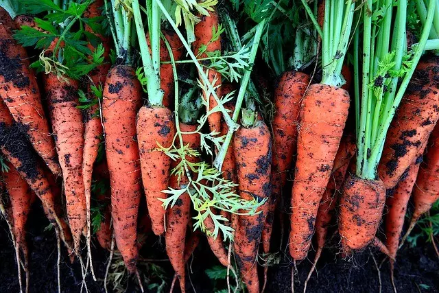 How long does it to harvest carrots. When to pick carrots. How do you know when carrots are ready to harvest and what is the best time to pick carrots