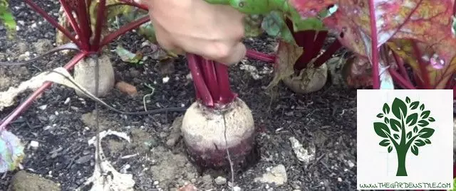 best time to harvest beets