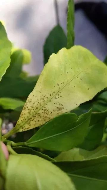 Yellow leaves in lemon trees are related to pests and diseases caused by fungi, viruses, and bacteria CTV Phytophthora Citrus gummosis Citrus Tristeza virus