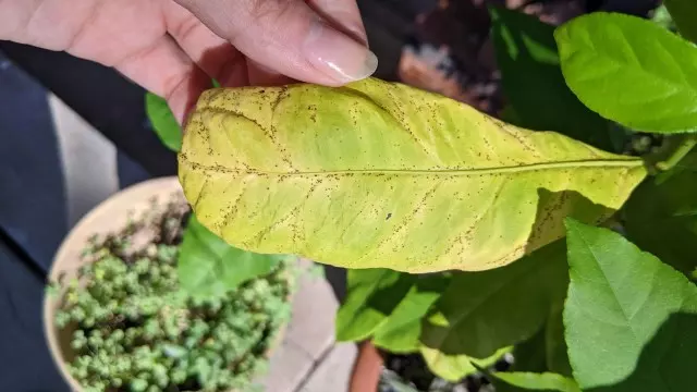  pests and diseases caused by fungi, viruses, and bacteria CTV Phytophthora Citrus gummosis Citrus Tristeza virus black spots on lemon tree