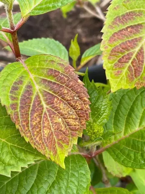 How to Fix Yellow Hydrangea Leaves and Brown Spots