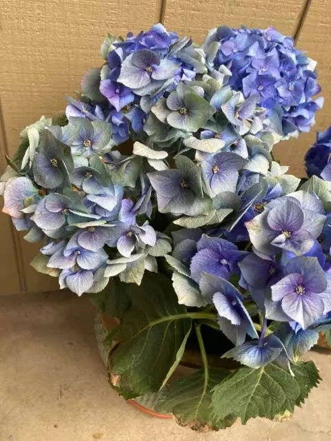 Excess fertilizer hydrangeas Why Do I Have Burned Hydrangea Leaves? Premature Browning of Hydrangea Flowers  Hydrangea Troubleshooting Guide