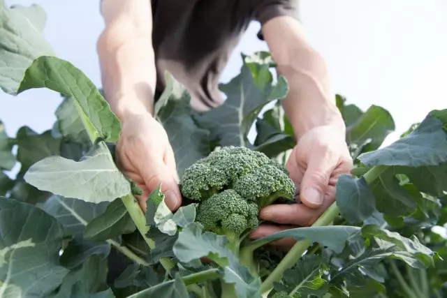 how and when to harvest broccoli