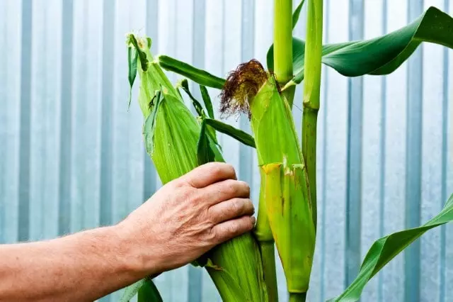 how and when to harvest corn