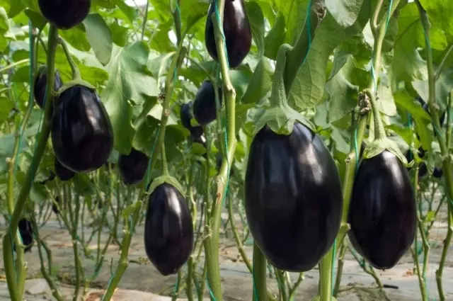 how and when to harvest eggplant black beauty