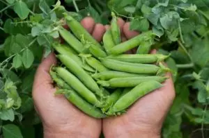 how and when to harvest peas tips for picking peas