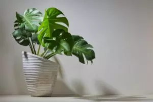 how and when to repot monstera