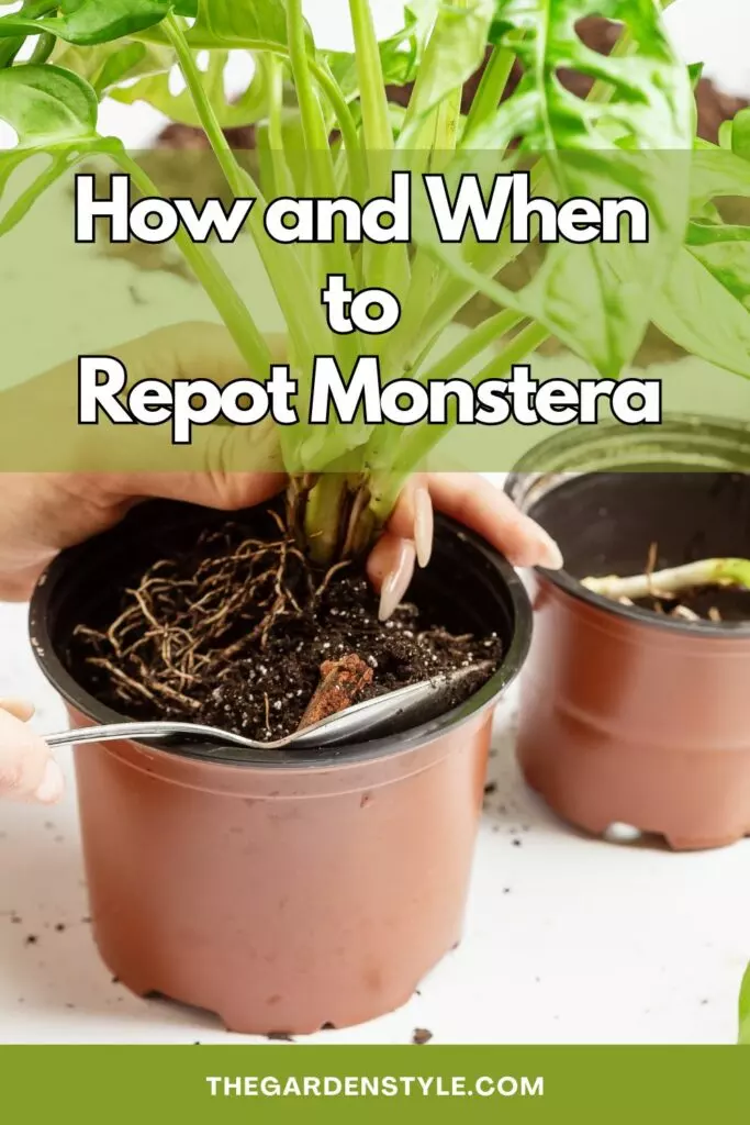 how and when to repot monstera step by step
