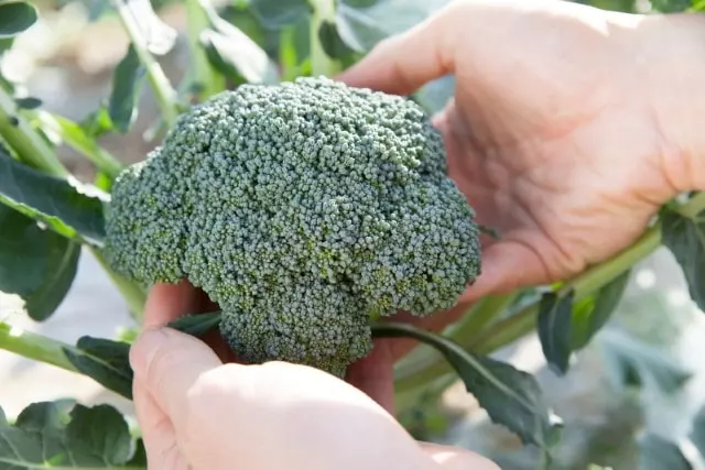 how do you know when broccoli is ready to harvest