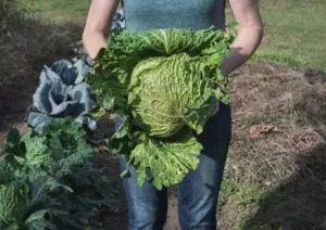 how do you know when cabbage is ready to harvest