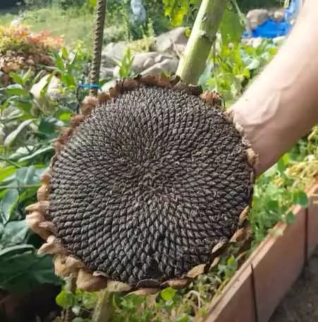How to harvest sunflower seeds, step by step with video. When Are Sunflowers Ready to Harvest. How to Know When Sunflower Seeds Are Ready to Harvest. How to Store Sunflower Seeds.