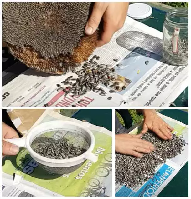 Sunflower Harvest Seeds. How to harvest sunflower seeds, step by step with video. When Are Sunflowers Ready to Harvest. How to Know When Sunflower Seeds Are Ready to Harvest. How to Store Sunflower Seeds.