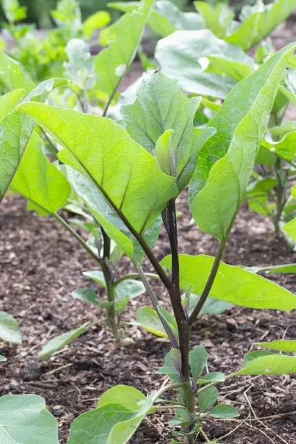 how to grow black beauty eggplant