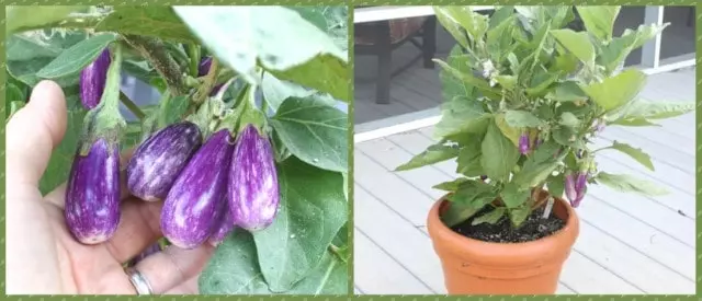 how to grow fairy tale eggplant